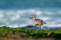Kulik bledy - Pluvialis squatarola - Grey Plover o2068